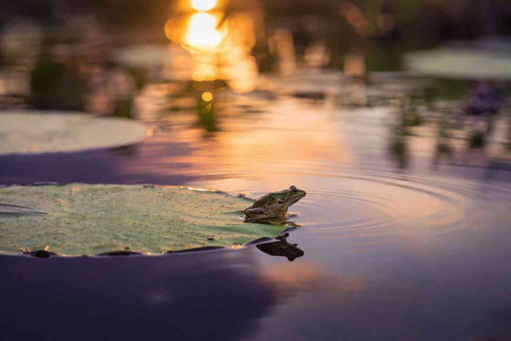 Frog on lily pad at peaceful pond representing Christina Eder's FROG Blog finale and transition from digital to in-person ministry